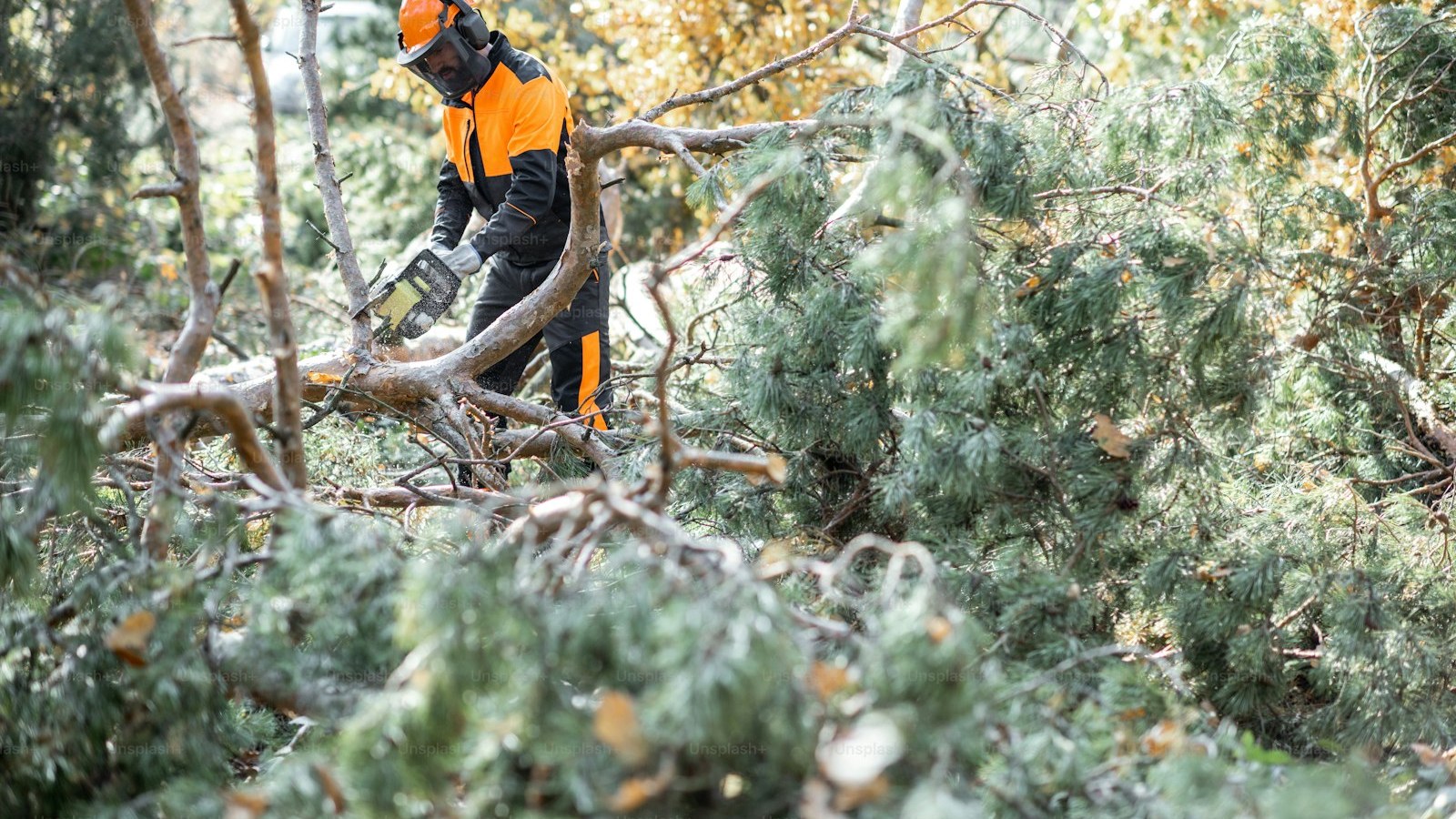 Lumberman in protective workwear sawing branches with a chainsaw from a felled tree in the pine forest. Concept of a professional logging