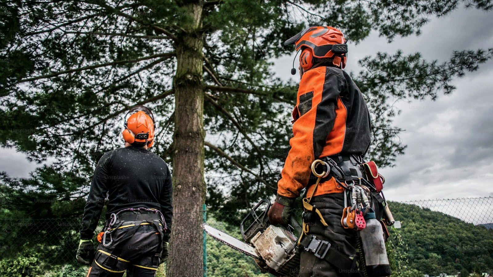 A rear view of arborist men with chainsaw cutting a tree, planning.