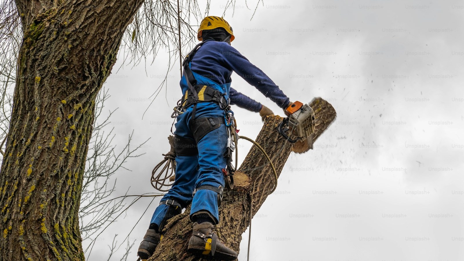 professional standing on the tree cutting, arborist pruning, removing a log safely. tree surgeon working using old chainsaw falling, standing multiple ropes, equipment. autumn cloudy sky