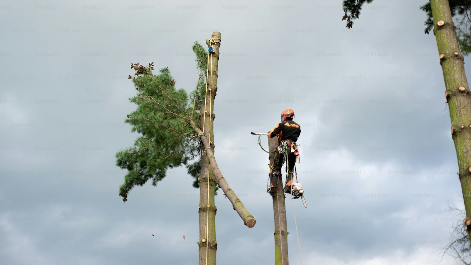 Arborist man with harness cutting a tree, climbing. Copy space.