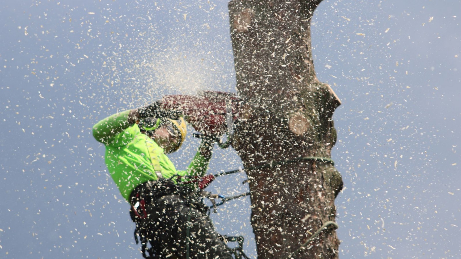 Arborist climbs tree to cut a trunk with a chainsaw, showcasing safety gear and sawdust.
