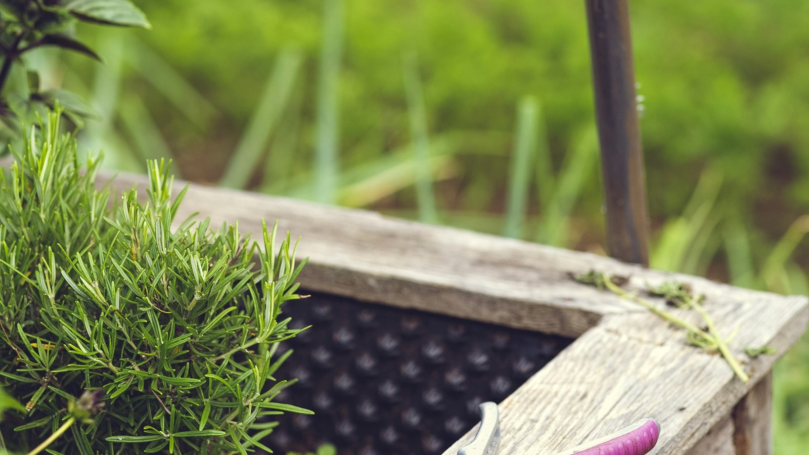 Urban gardening for self supply with raised bed for fresh bio herbs.
